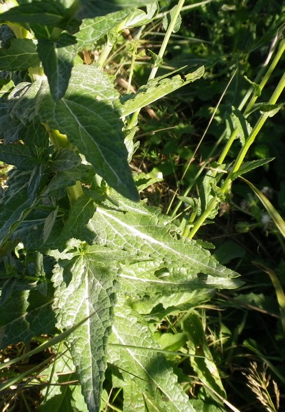 Pianta con palline - Verbascum blattaria